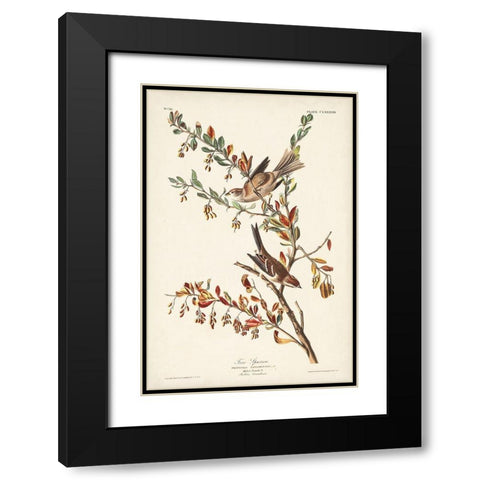 Pl. 188 Tree Sparrow Black Modern Wood Framed Art Print with Double Matting by Audubon, John James