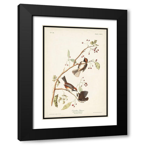 Pl. 194 Canadian Titmouse Black Modern Wood Framed Art Print with Double Matting by Audubon, John James