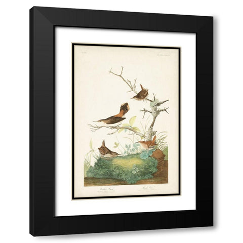 Pl. 360 Winter Wren Black Modern Wood Framed Art Print with Double Matting by Audubon, John James