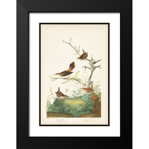 Pl. 360 Winter Wren Black Modern Wood Framed Art Print with Double Matting by Audubon, John James