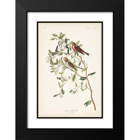 Pl. 375 Lesser Red Poll Black Modern Wood Framed Art Print with Double Matting by Audubon, John James