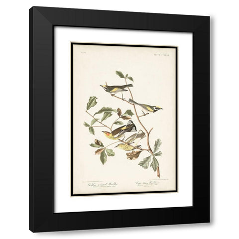 Pl. 414 Golden-winged Warbler Black Modern Wood Framed Art Print with Double Matting by Audubon, John James