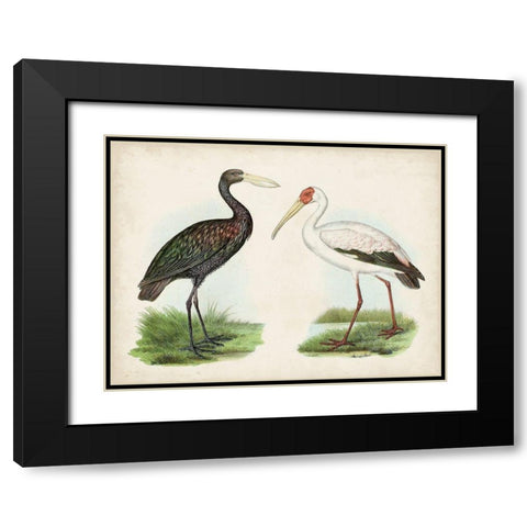 Antique Waterbirds I Black Modern Wood Framed Art Print with Double Matting by Unknown