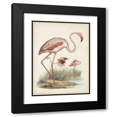 Antique Waterbirds IV Black Modern Wood Framed Art Print with Double Matting by Unknown