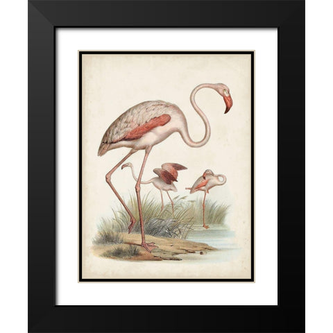 Antique Waterbirds IV Black Modern Wood Framed Art Print with Double Matting by Unknown
