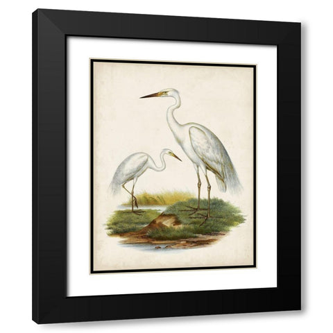 Antique Waterbirds V Black Modern Wood Framed Art Print with Double Matting by Unknown