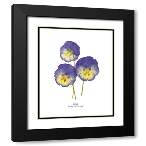 Pressed Violas I Black Modern Wood Framed Art Print with Double Matting by Popp, Grace