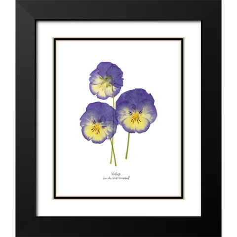 Pressed Violas I Black Modern Wood Framed Art Print with Double Matting by Popp, Grace