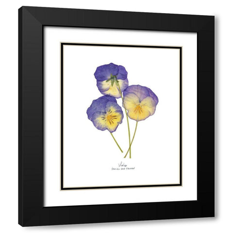 Pressed Violas II Black Modern Wood Framed Art Print with Double Matting by Popp, Grace