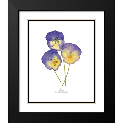 Pressed Violas II Black Modern Wood Framed Art Print with Double Matting by Popp, Grace