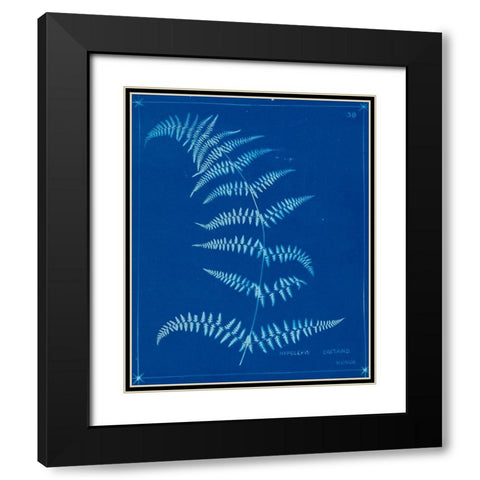 Cyanotype Ferns I Black Modern Wood Framed Art Print with Double Matting by Unknown