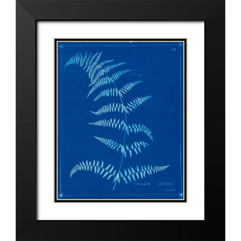 Cyanotype Ferns I Black Modern Wood Framed Art Print with Double Matting by Unknown