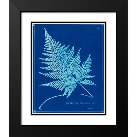 Cyanotype Ferns II Black Modern Wood Framed Art Print with Double Matting by Unknown