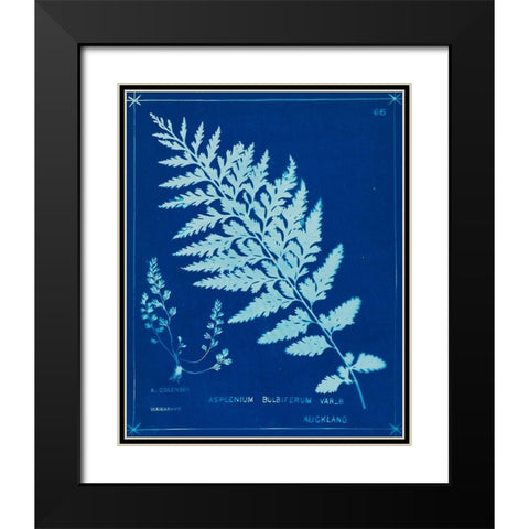 Cyanotype Ferns IV Black Modern Wood Framed Art Print with Double Matting by Unknown