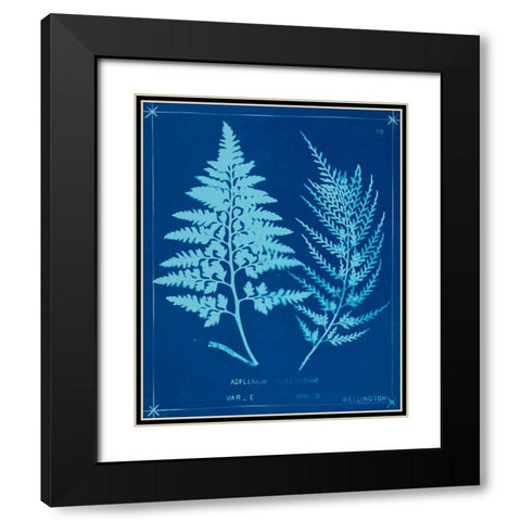Cyanotype Ferns V Black Modern Wood Framed Art Print with Double Matting by Unknown