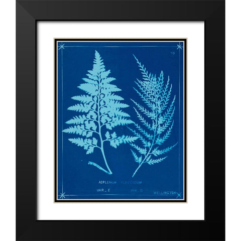 Cyanotype Ferns V Black Modern Wood Framed Art Print with Double Matting by Unknown