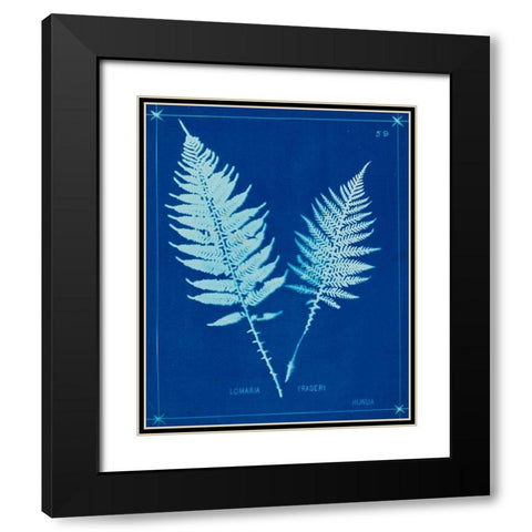 Cyanotype Ferns VI Black Modern Wood Framed Art Print with Double Matting by Unknown