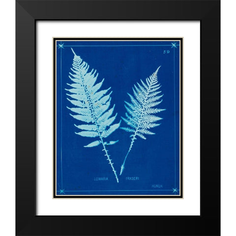 Cyanotype Ferns VI Black Modern Wood Framed Art Print with Double Matting by Unknown