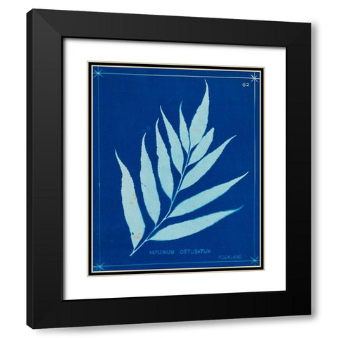 Cyanotype Ferns VII Black Modern Wood Framed Art Print with Double Matting by Unknown
