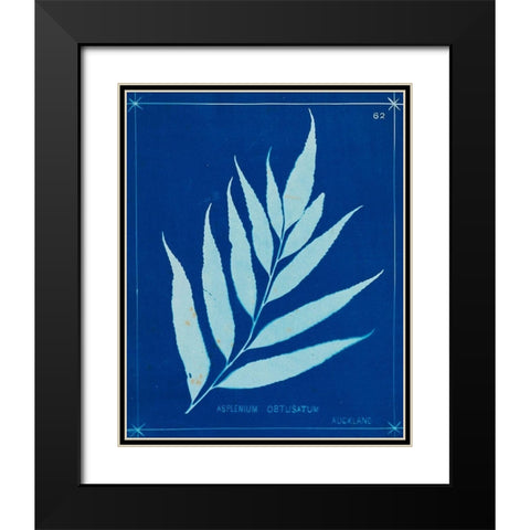 Cyanotype Ferns VII Black Modern Wood Framed Art Print with Double Matting by Unknown