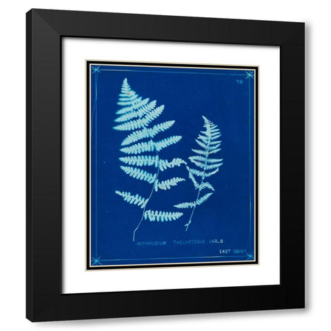 Cyanotype Ferns VIII Black Modern Wood Framed Art Print with Double Matting by Unknown