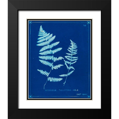 Cyanotype Ferns VIII Black Modern Wood Framed Art Print with Double Matting by Unknown