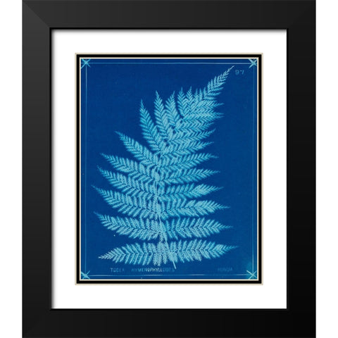 Cyanotype Ferns IX Black Modern Wood Framed Art Print with Double Matting by Unknown