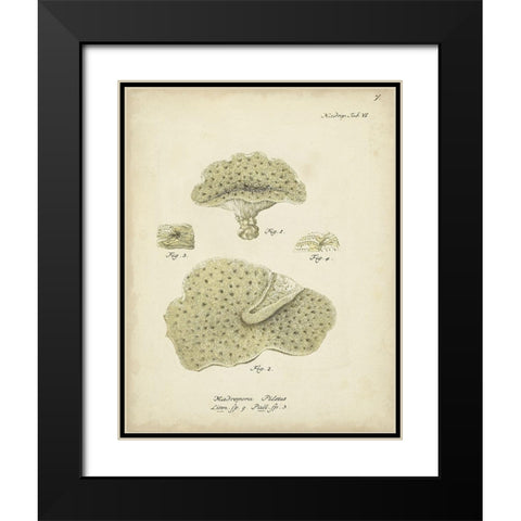 Ecru Coral I Black Modern Wood Framed Art Print with Double Matting by Esper, Johann