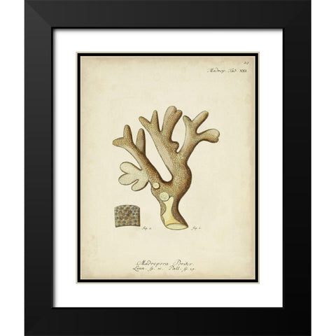 Ecru Coral II Black Modern Wood Framed Art Print with Double Matting by Esper, Johann