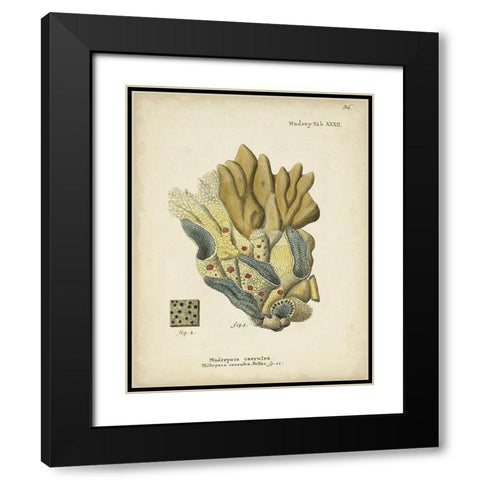 Ecru Coral III Black Modern Wood Framed Art Print with Double Matting by Esper, Johann