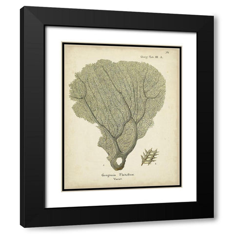 Ecru Coral IV Black Modern Wood Framed Art Print with Double Matting by Esper, Johann