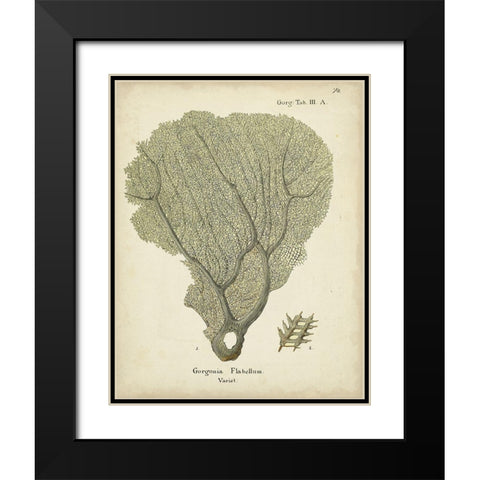 Ecru Coral IV Black Modern Wood Framed Art Print with Double Matting by Esper, Johann