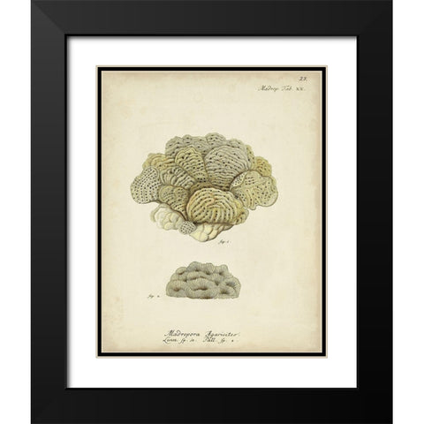 Ecru Coral V Black Modern Wood Framed Art Print with Double Matting by Esper, Johann