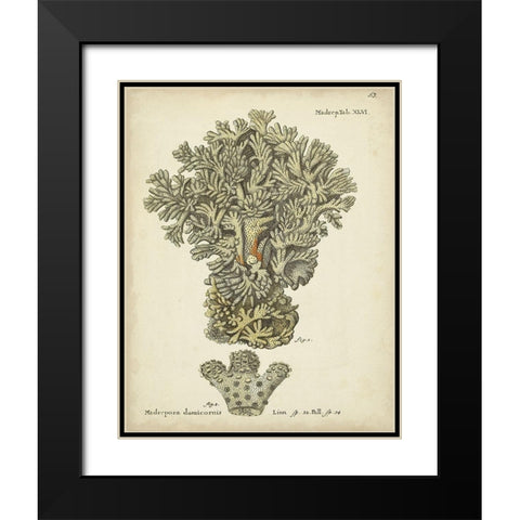 Ecru Coral VI Black Modern Wood Framed Art Print with Double Matting by Esper, Johann
