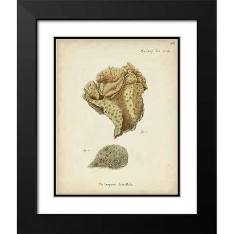 Ecru Coral VII Black Modern Wood Framed Art Print with Double Matting by Esper, Johann