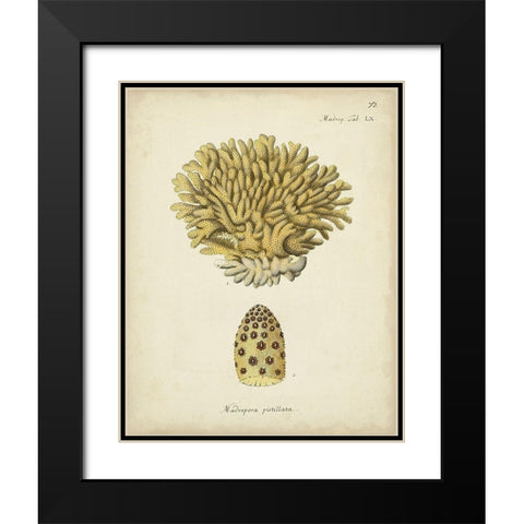 Ecru Coral VIII Black Modern Wood Framed Art Print with Double Matting by Esper, Johann
