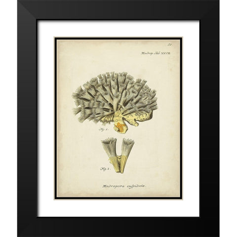 Ecru Coral XI Black Modern Wood Framed Art Print with Double Matting by Esper, Johann
