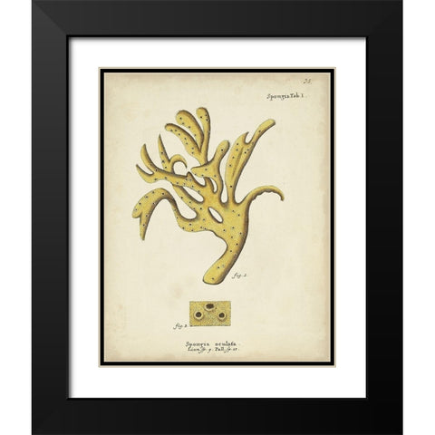 Ecru Coral XII Black Modern Wood Framed Art Print with Double Matting by Esper, Johann