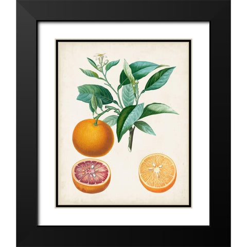 Orange de Malte Black Modern Wood Framed Art Print with Double Matting by Poiteau, Pierre Antoine