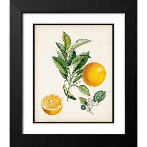 Bigarrade Couronnee Black Modern Wood Framed Art Print with Double Matting by Poiteau, Pierre Antoine