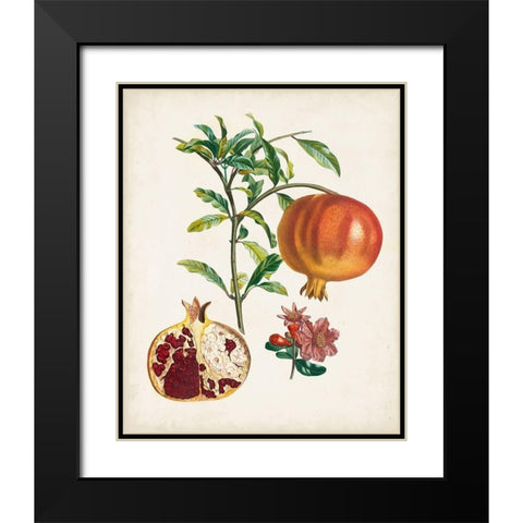 Grenadier a fruit doux Black Modern Wood Framed Art Print with Double Matting by Poiteau, Pierre Antoine