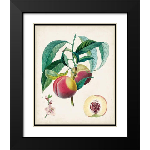 Belle Bauce Black Modern Wood Framed Art Print with Double Matting by Poiteau, Pierre Antoine