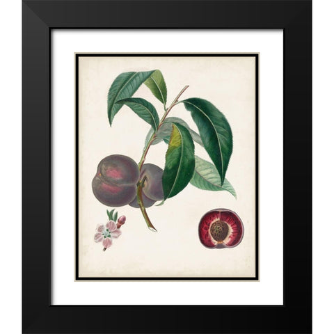 Peche Cardinale Black Modern Wood Framed Art Print with Double Matting by Poiteau, Pierre Antoine