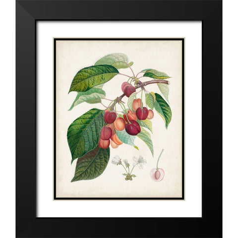 Bigarreau rouge Black Modern Wood Framed Art Print with Double Matting by Poiteau, Pierre Antoine