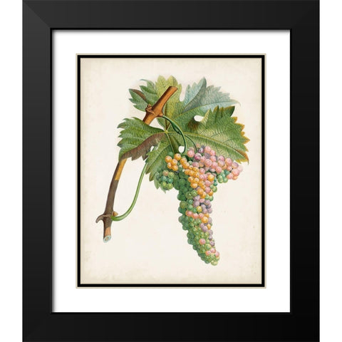 Raisin de Corunthe Black Modern Wood Framed Art Print with Double Matting by Poiteau, Pierre Antoine