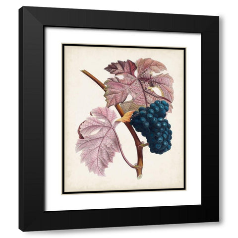 Raisin de Ceinlurier Black Modern Wood Framed Art Print with Double Matting by Poiteau, Pierre Antoine