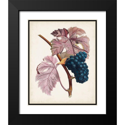Raisin de Ceinlurier Black Modern Wood Framed Art Print with Double Matting by Poiteau, Pierre Antoine
