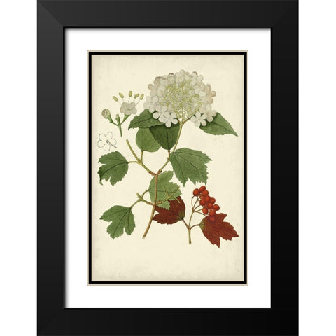 Flowering Viburnum I Black Modern Wood Framed Art Print with Double Matting by Vision Studio