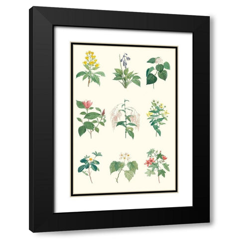 Soft Botanical Chart Black Modern Wood Framed Art Print with Double Matting by Vision Studio