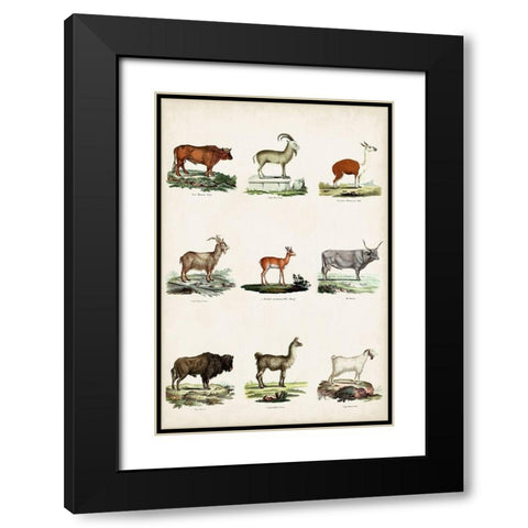 Antique Animal Chart I Black Modern Wood Framed Art Print with Double Matting by Vision Studio